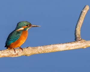 kingfisher on the branch