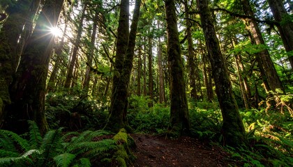 Lush green forest floor bathed in sunlight streams through tall towering trees.