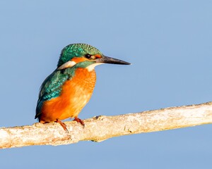 kingfisher on a branch