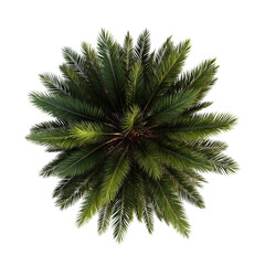 Palm tree top view isolated on a transparent background, cutout
