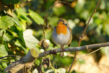 Cute robin on a tree, robin on a branch, robin, songbird on a branch, sun shining on bird,...