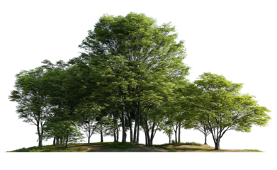 A group of green trees in a meadow, against a transparent background. cutout