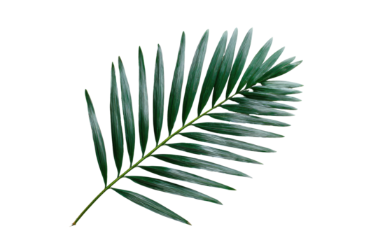 Close-up of a single palm frond, dark green with finely detailed, serrated edges, set against a black background