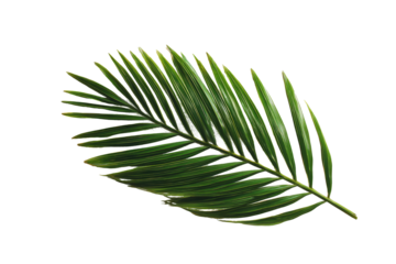 A single palm frond, vibrant green, with sharply defined, parallel veins, against a black background