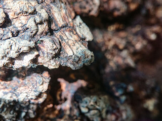 An artistic, abstract shot of aged tree bark, resembling a natural sculpture with its jagged forms and layered textures. The image conveys the raw, beautiful essence of organic material.