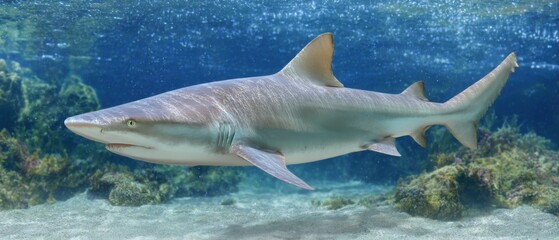 Naklejka premium Shark Swimming Underwater Close Up View in Blue Ocean Water Near Coral Reefs and Sandy Seabed Marine Life