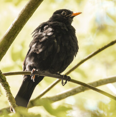 Amsel im sonnigen Baum