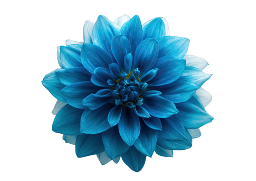 Close-up of a vibrant blue dahlia flower.  Soft, gradient blue petals transitioning to white at the center.  Intricate detail in the flower's center.  Isolated on a black background