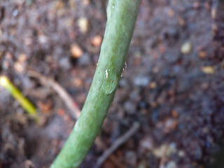 A macro photograph of a green plant stem, showing its smooth surface and unique organic details...