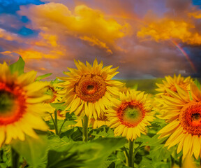 Obraz premium Field of fresh sunflowers at sunset with rainbow