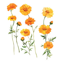 Watercolor Style Illustration of Golden Yellow Cosmos Flowers with Green Stems