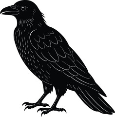 Detailed Black Raven Illustration Standing Profile View Isolated on White Background