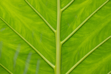 green leaf texture, background under sunlight