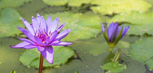purple water lily in pond. Blossom time of lotus flower