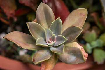 A graptopetalum succulent plant in a garden © Tyrone