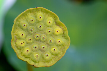 green seed pod of lotus flower
