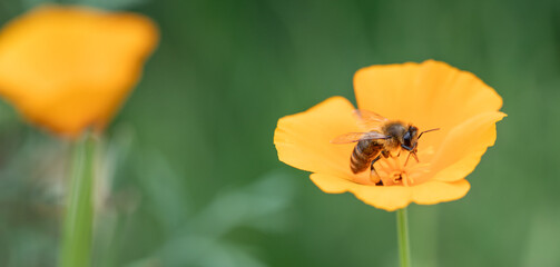 Obraz premium close up of bee on yellow flower