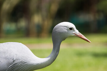 A portrait of a blue crane (Grus paradisea)