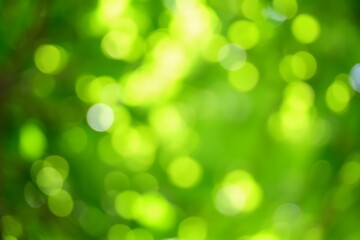 Fototapeta premium bokeh lights from sunlit leaves in a forest