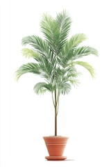 Obraz premium Studio shot of a potted areca palm tree on a white background, interior design element, tropical foliage, botanical illustration, home decor