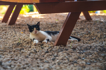 Black and white cat relaxing on a gravel surface beneath a wooden picnic table, enjoying the cool...