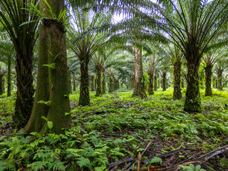 Sao Tome and Principe - Aerial View of Oil Palm Plantation. Lush Green Agricultural Landscape in Tropical Environment.	
