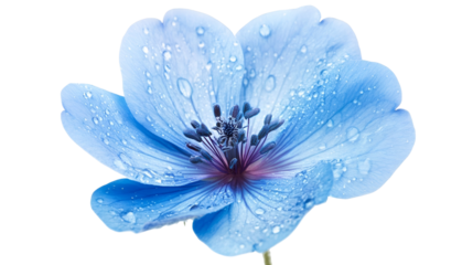 Aqua Dewdrop A Serene Blue Flower Adorned with Water Droplets Sparkling on a Transparent Backdrop Revealing Freshness