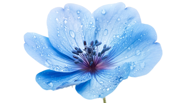 Aqua Dewdrop A Serene Blue Flower Adorned with Water Droplets Sparkling on a Transparent Backdrop Revealing Freshness