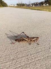 Saltamonte en un camino