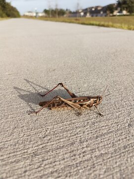 Saltamonte en un camino