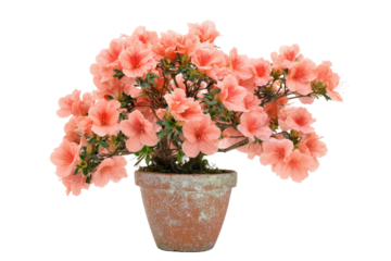 Peachy-pink azalea bonsai in terracotta pot