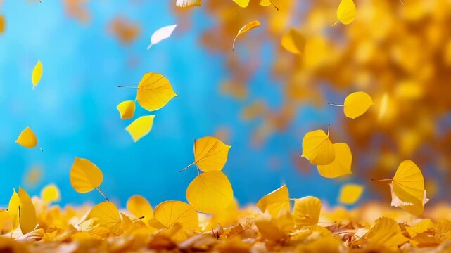 Yellow aspen leaves falling through air with blue background, creating dynamic autumn scene with leaves scattered on ground and suspended mid-air. Soft motion blur captures leaf movement