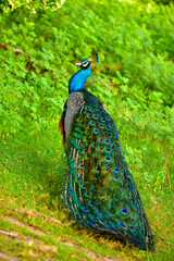 Naklejka premium peacock with feathers