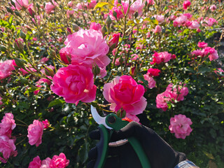 Gardener wearing protective gloves uses green pruning shears to trim a red rose in full bloom