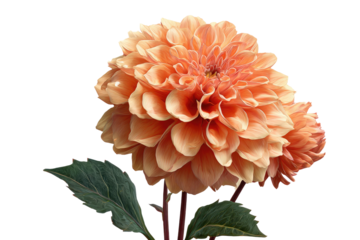 Close-up of a peach-colored dahlia.  Large, double flower head with many overlapping petals.  Dark green leaves. Isolated on black background