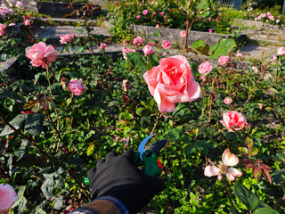 Gloved Hand Pruning White Roses in Summer Garden. Close-up of a gardener’s gloved hand trimming...