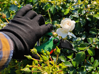 Manual Rose Pruning in Natural Garden Setting. Conveys hands-on care, sustainability, and love for...