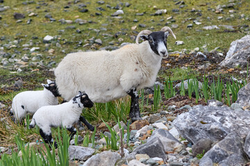 cute familiy of Scottish highland sheep