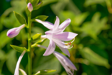 Purple and white flower