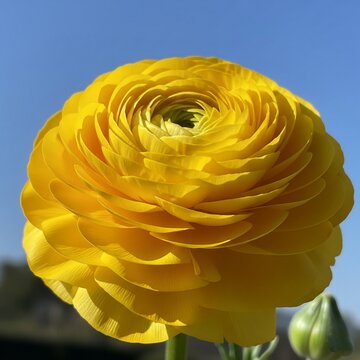 yellow rose on a blue background