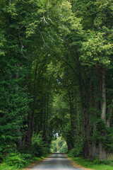 road through the forest, trees