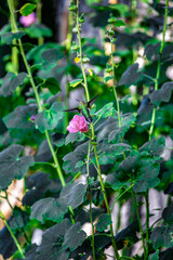 Hummingbird Flying Around Pink Flower in Green Garden