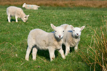 cute familiy of Scottish highland sheep
