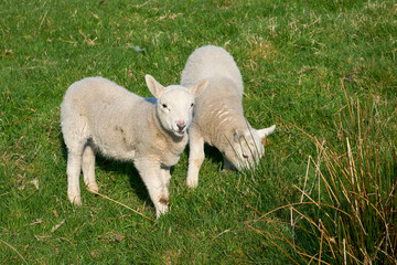 cute familiy of Scottish highland sheep