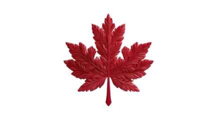 Detailed red maple leaf on black background
