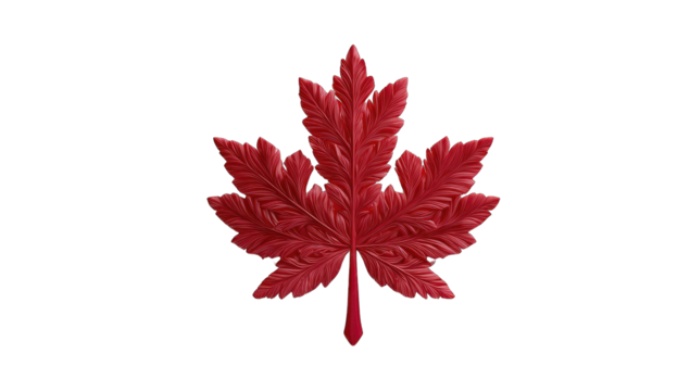 Detailed red maple leaf on black background