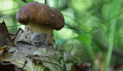 A close-up of a porcini mushroom in its natural forest habitat. Its sturdy stem and brown cap stand out against the soft, green, blurred background, creating an atmosphere of forest tranquility and na
