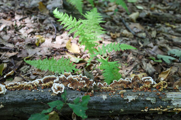 Charming mushrooms growing on a fallen tree trunk in the forest. The shot conveys the beauty of natural rebirth and the cycle of life, demonstrating how the forest continues to live even after a tree 