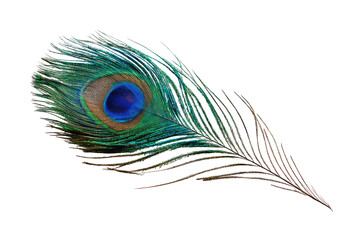 Obraz premium Close-up of a peacock feather, vibrant colors, intricate structure, iridescent sheen