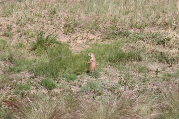 prairie dog in field 